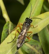 Bladhveps tenthredo atra